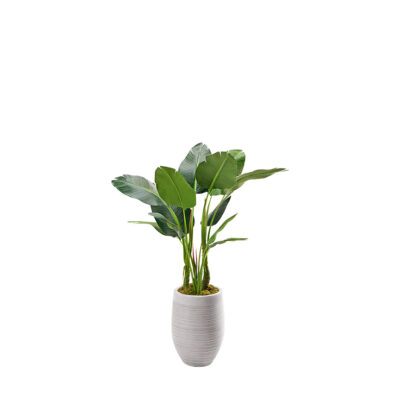 Bird of Paradise in Kai Planter 4' - 321888