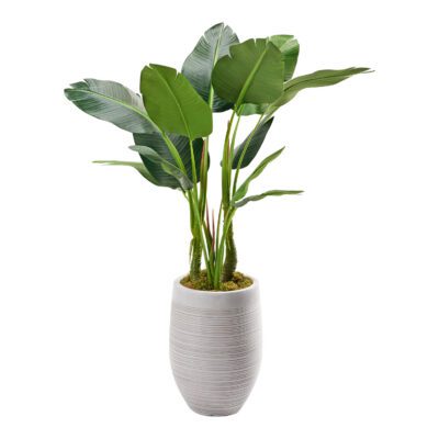 Bird of Paradise in Kai Planter 4' - 321888