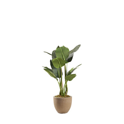 Bird of Paradise in Grove Planter 4' - 321889