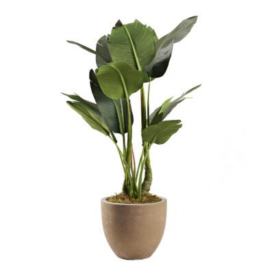 Bird of Paradise in Grove Planter 4' - 321889