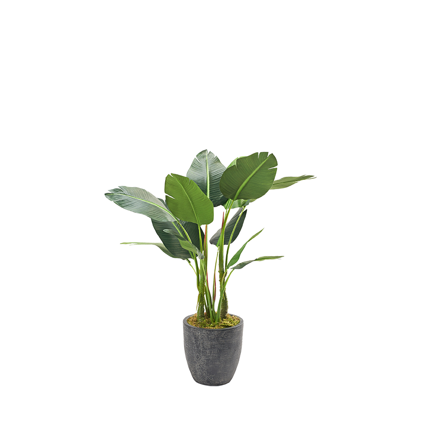 Bird of Paradise in Hudson Planter 4' - 321890