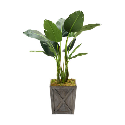 Bird of Paradise in Grange Planter 4' - 321891 - Image 2