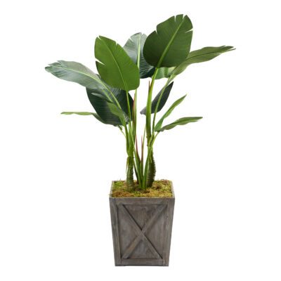 Bird of Paradise in Grange Planter 4' - 321891