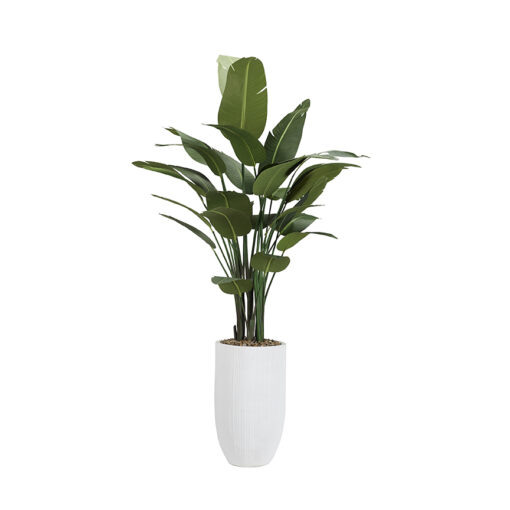 Traveler Palm in Nell Planter 10' - 324966