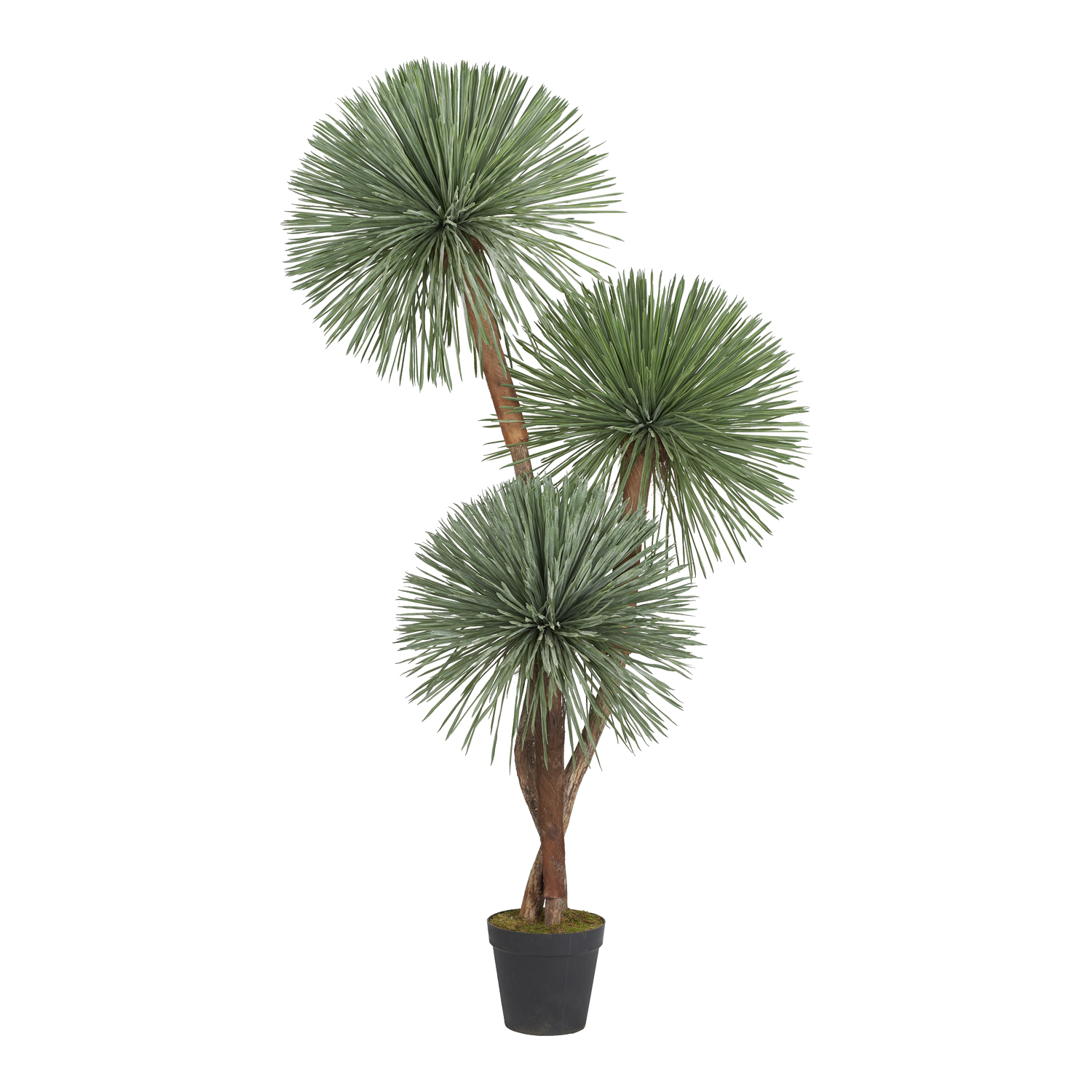 Yucca Rostrata 7' - 325010-NP