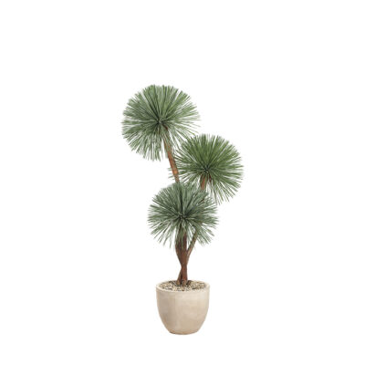 Yucca Rostrata in Grove Planter 7' - 325011