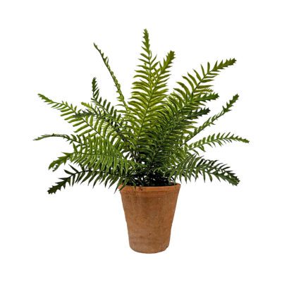 Boston Fern in Terra Cotta - 248004