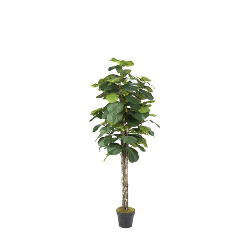 Fiddle Leaf Fig 7' - 320932-NP