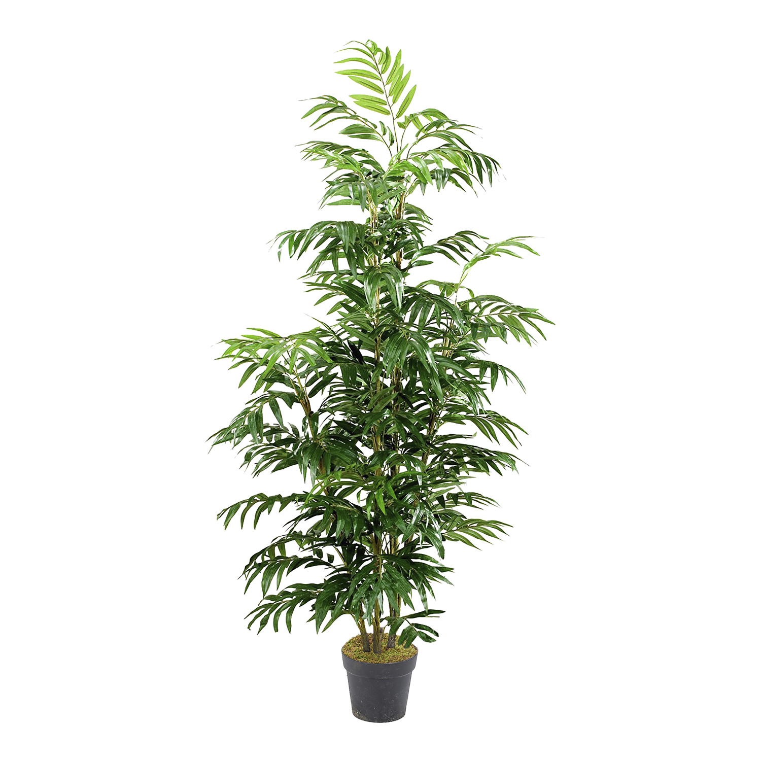Phoenix Palm 7' - 320934-NP