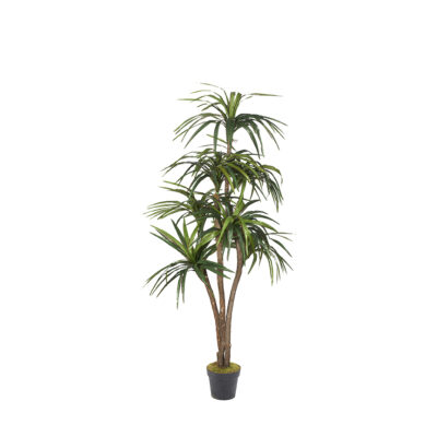 Dracaena 7' - 323827-NP