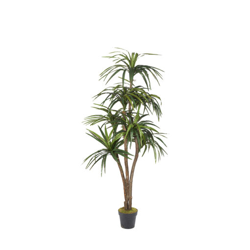 Dracaena 7' - 323827-NP