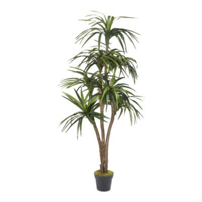 Dracaena 7' - 323827-NP