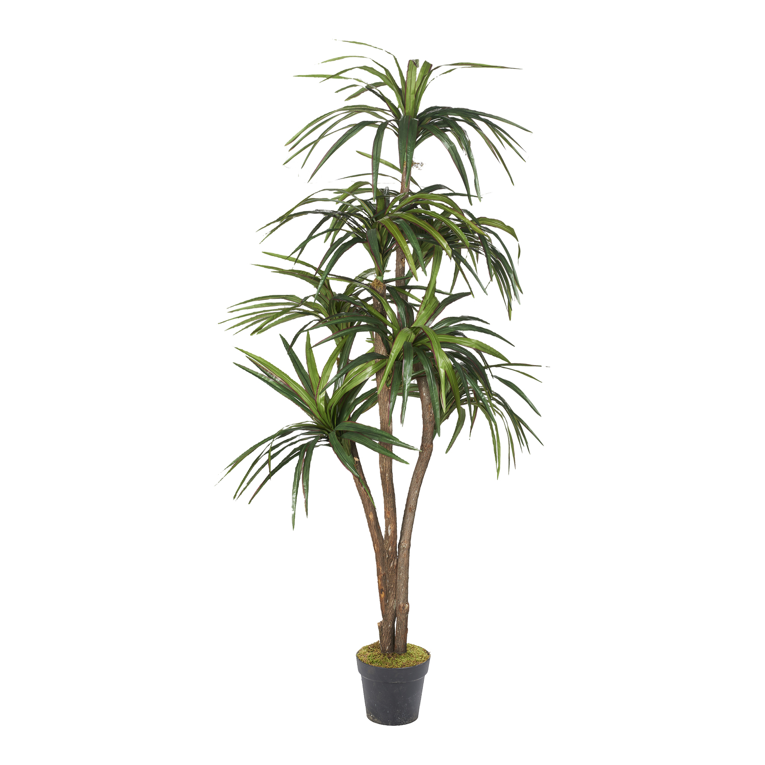 Dracaena 7' - 323827-NP