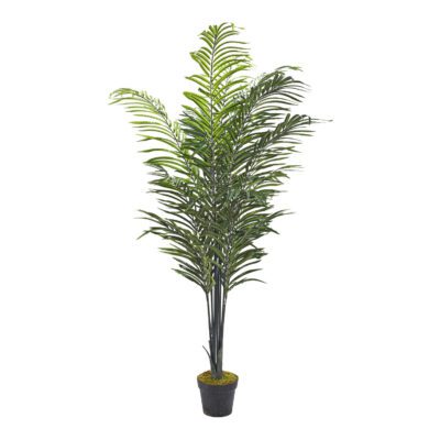 Areca Palm 6' - TL42