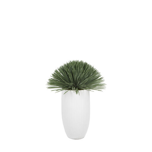 Yucca Rostrata in Nell Planter