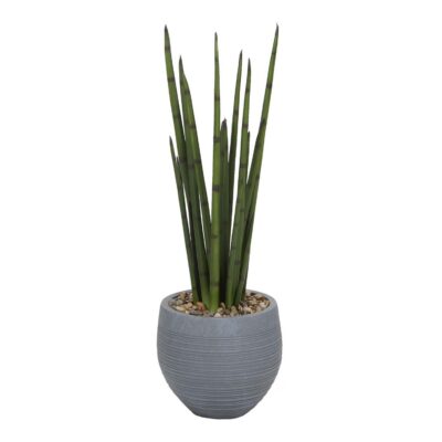 Sansevieria in Riband Planter - 1043-2981