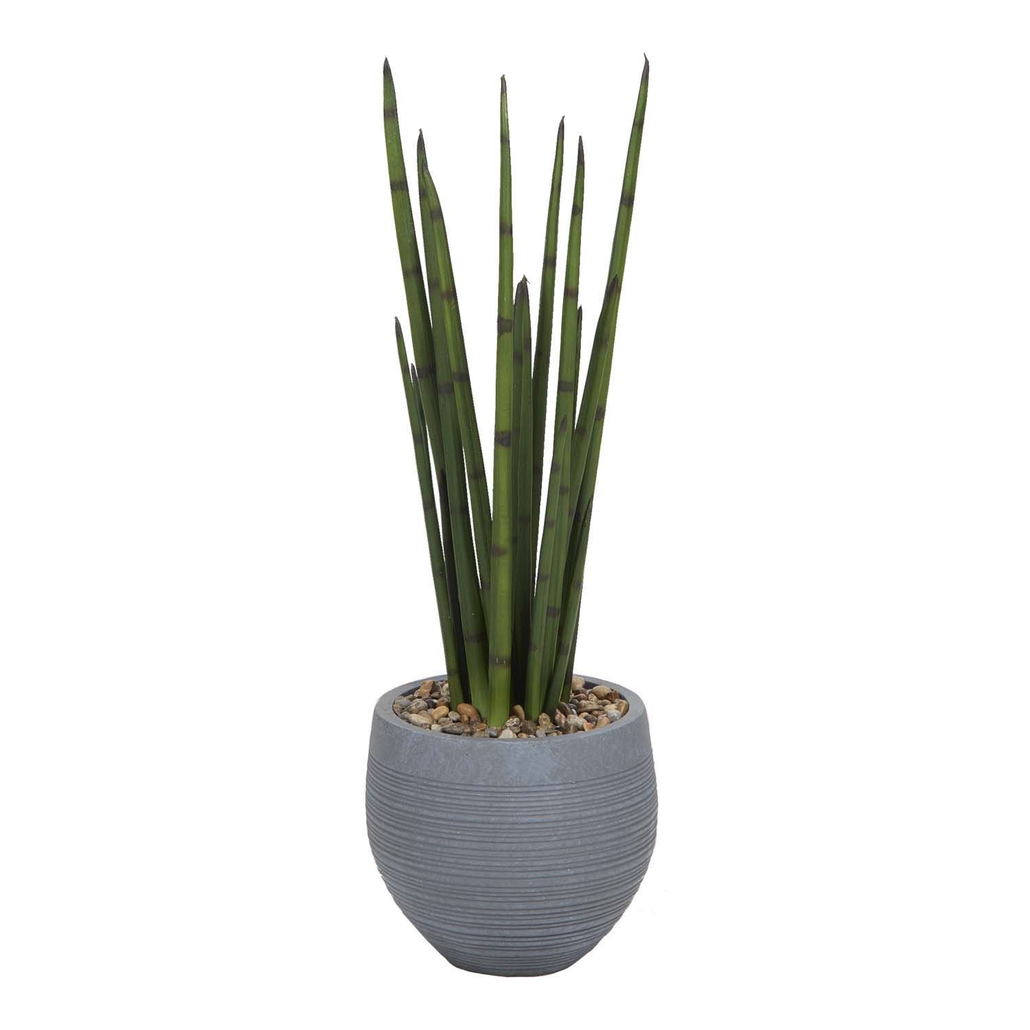 Sansevieria in Riband Planter 3.1' - 1043-2981