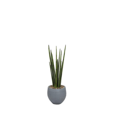 Snake Plant in Riband Planter