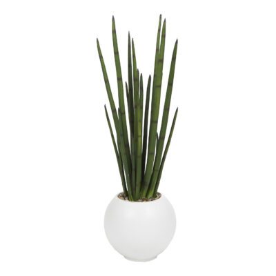 Sansevieria in Porter Planter - 1043-3103