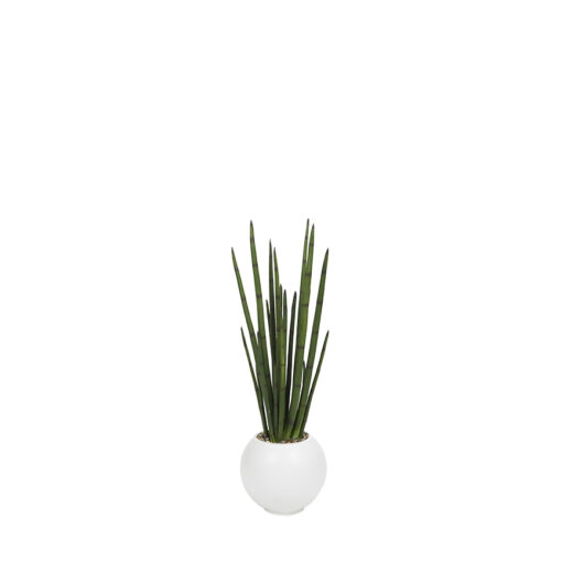 Snake Plant in Porter Planter