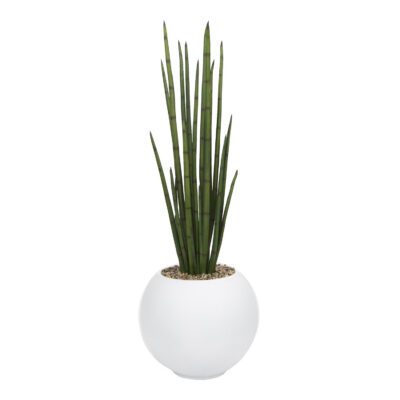 Sansevieria in Porter Planter - 1044-3104