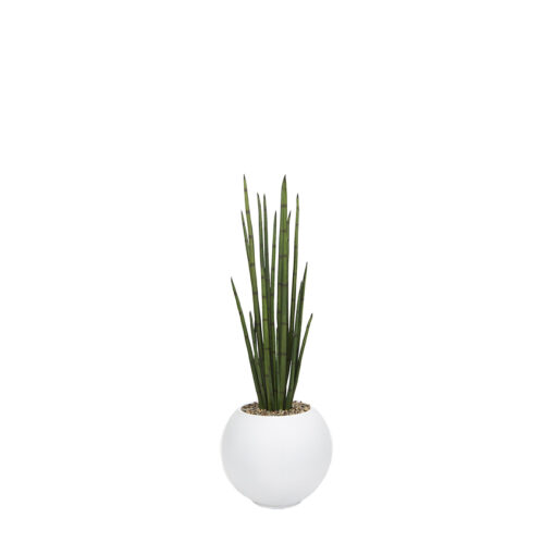 Snake Plant in Porter Planter