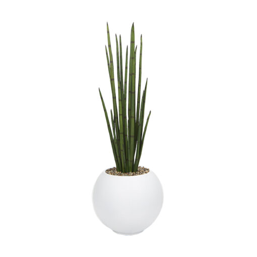 Snake Plant in Porter Planter - 1044-3104 - Image 2