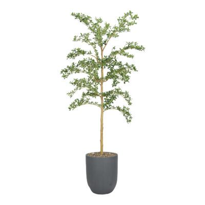 Shady Lady Tree in Campbell Planter 8' - 1046-2530