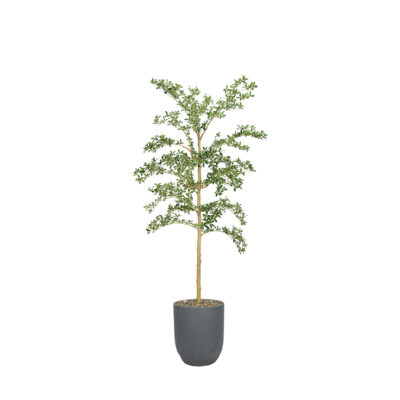 Shady Lady Tree in Campbell Planter 8' - 1046-2530