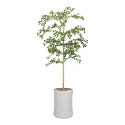Shady Lady Tree in Weston Planter 8' - 1046-2914