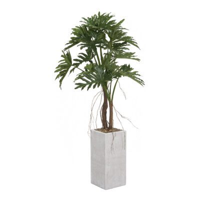 Philodendron Selloum in Everett Planter 6' - 1048-2778