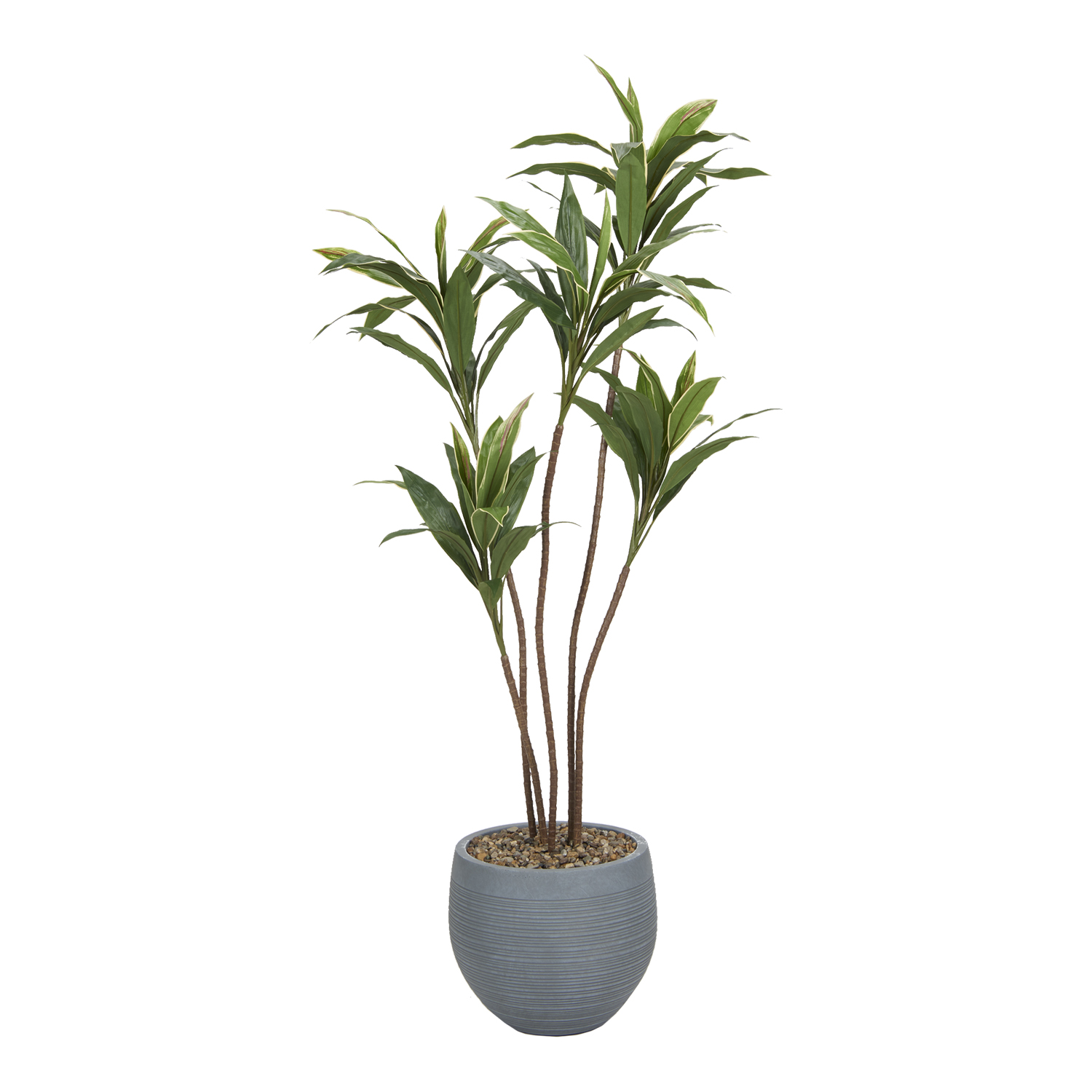 Cordyline in Riband Planter 6.3' - 1050-2982