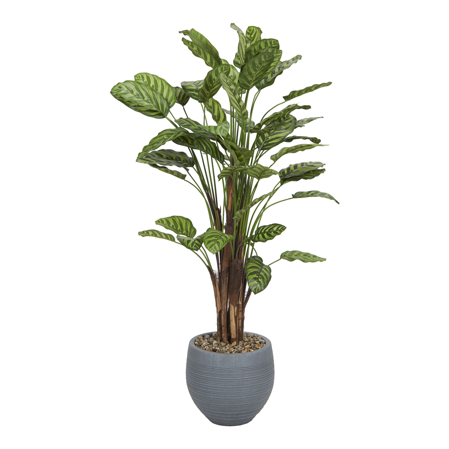 Calathea Plant in Riband Planter 4.6' - 1051-2981