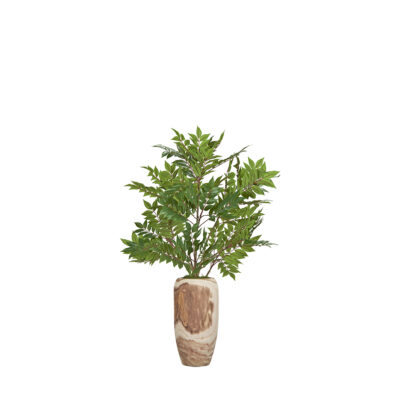 Ailanthus in Yucca Planter 3.5' - 254003