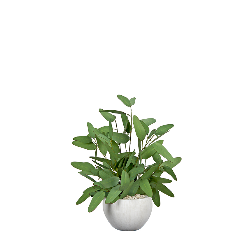 Blue Eucalyptus in Ezra Planter - 254004