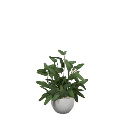 Blue Eucalyptus in Ezra Planter