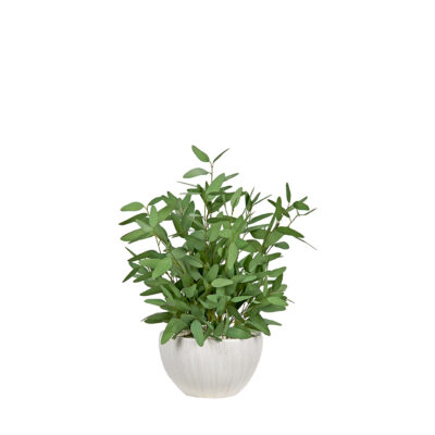 Blue Eucalyptus in Ezra Planter - 254005
