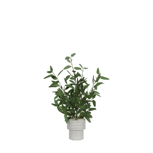 Blue Eucalyptus in Armonica Planter
