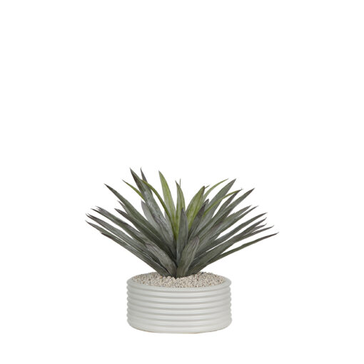Agave in Armonica Planter