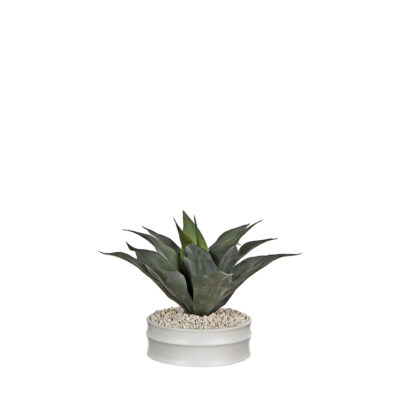 Striped Agave in Armonica Planter