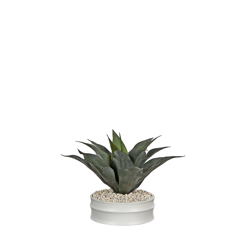 Striped Agave in Armonica Planter - 254016