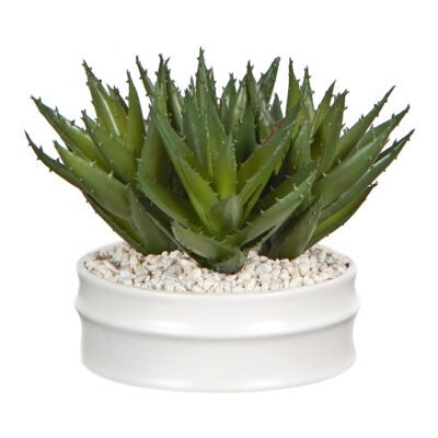 Aloe in Dollop Planter - 254017
