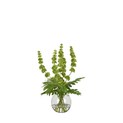 Bells of Ireland and Philodendron in Bubble Bowl
