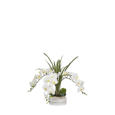 White Phael Orchids in Matte White Bowl - 254034