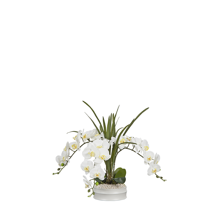 White Phal Orchids in Matte White Bowl - 254034