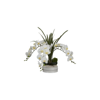White Phael Orchids in Matte White Bowl