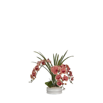 Red/Cream Phael Orchids in Matte White Bowl - 254035
