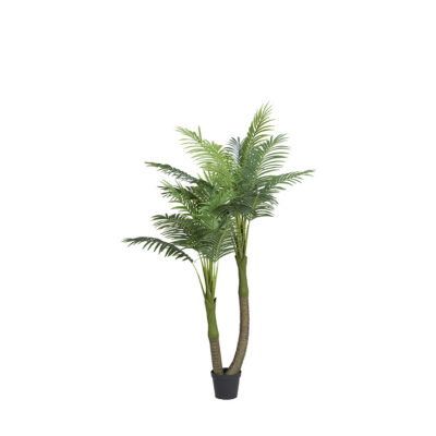 Double Royal Palm in Nursery Pot 7' - TL1045
