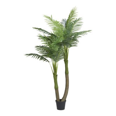 Double Royal Palm in Nursery Pot 7' - TL1045