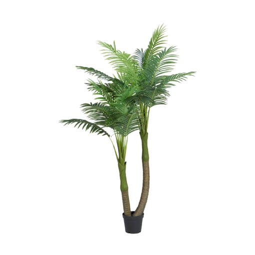 7' Double Royal Palm in Nursery Pot